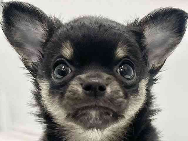 高知県のチワワ(ロング) (ひごペットフレンドリーイオンモール高知店/2025年9月5日生まれ/男の子/ブラックタン)の子犬の1枚目の画像