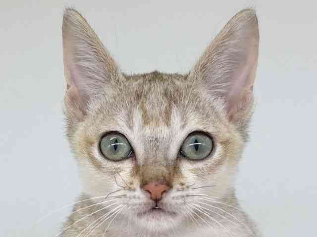 大阪府のシンガプーラ (ひごペットフレンドリー瓜破店/2025年9月6日生まれ/男の子/セピアアグーティ)の子猫の1枚目の画像