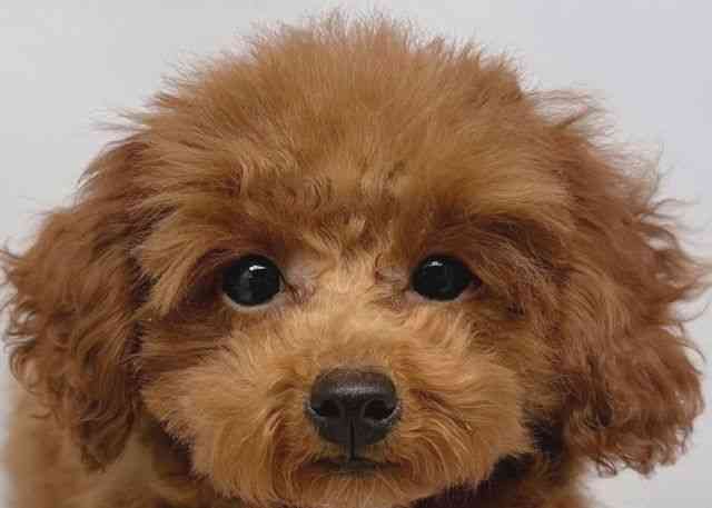 鳥取県のトイプードル(トイ) (ひごペットフレンドリーイオンモール鳥取北店/2025年9月4日生まれ/女の子/レッド)の子犬