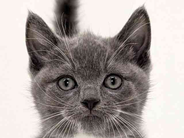 福岡県のマンチカン (ひごペットフレンドリーリバーウォーク北九州店/2025年9月5日生まれ/男の子/ブルーホワイト)の子猫の1枚目の画像