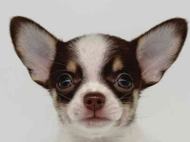 大阪府のチワワ(スムース) (ひごペットフレンドリー瓜破店/2025年9月6日生まれ/男の子/ホワイトチョコレートタン)の子犬の1枚目の画像