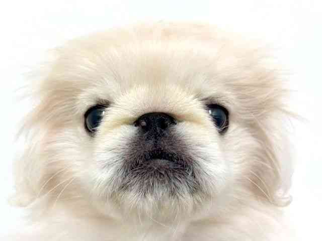 大阪府のペキニーズ (ひごペットフレンドリーベルファⅡ都島店/2025年9月5日生まれ/女の子/ホワイト)の子犬の1枚目の画像