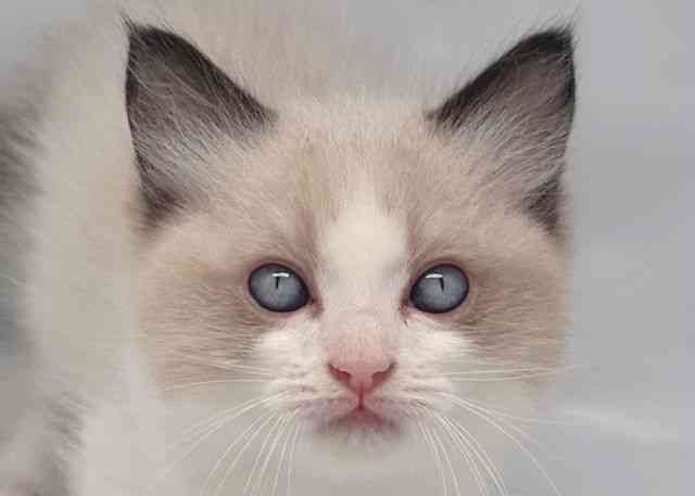 鳥取県のラグドール (ひごペットフレンドリーイオンモール鳥取北店/2025年9月6日生まれ/男の子/シールポイントバイカラー)の子猫の1枚目の画像