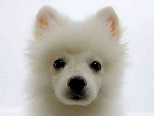 広島県のポメラニアン (ひごペットフレンドリーフジグラン神辺店/2025年9月6日生まれ/男の子/クリーム)の子犬の1枚目の画像