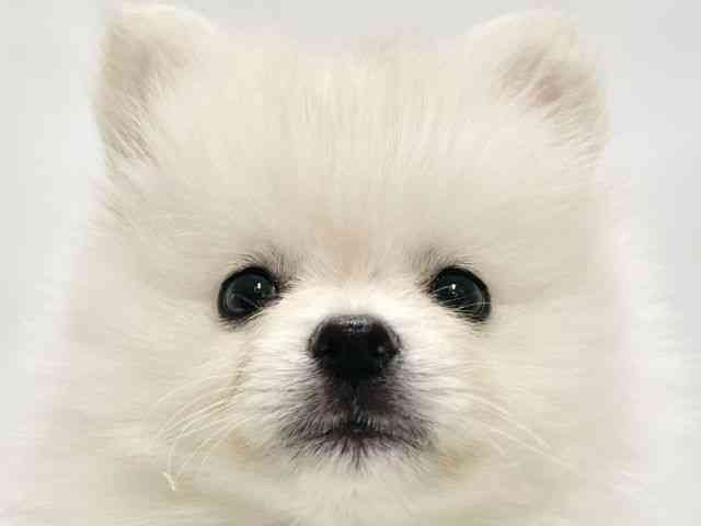 高知県のポメラニアン (ひごペットフレンドリーイオンモール高知店/2025年9月6日生まれ/男の子/クリーム)の子犬の1枚目の画像