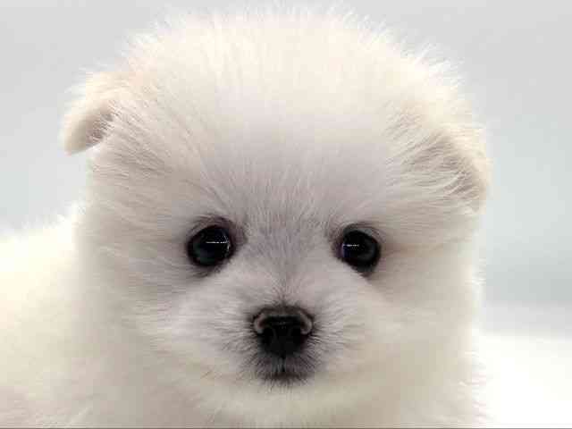 愛知県のポメラニアン (ひごペットフレンドリープライムツリー赤池店/2025年9月4日生まれ/男の子/クリーム)の子犬の1枚目の画像