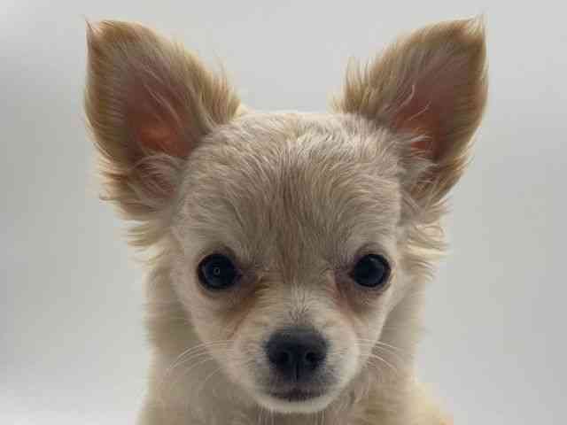 島根県のチワワ(ロング) (ひごペットフレンドリーイオンモール出雲店/2025年9月6日生まれ/女の子/クリーム)の子犬の1枚目の画像