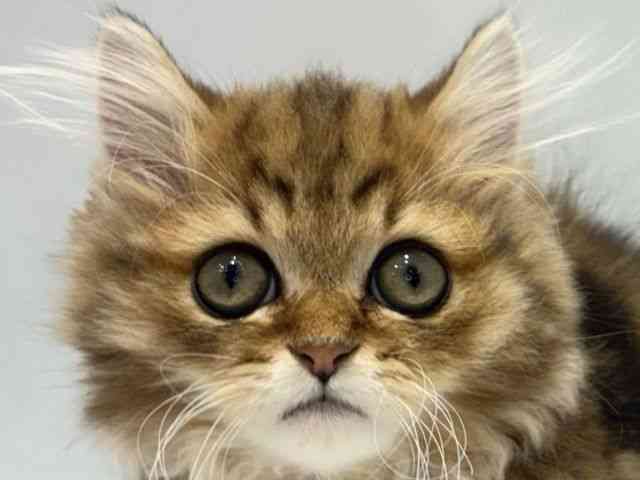 大阪府のミヌエット (ひごペットフレンドリーセブンパーク天美店/2025年8月31日生まれ/男の子/チンチラゴールデン)の子猫の1枚目の画像