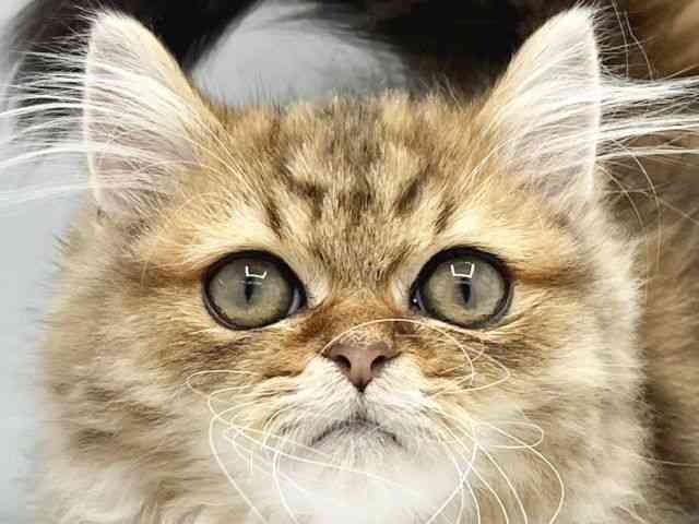 大阪府のミヌエット (ひごペットフレンドリーイトーヨーカドー津久野店/2025年8月31日生まれ/男の子/チンチラゴールデン)の子猫の1枚目の画像