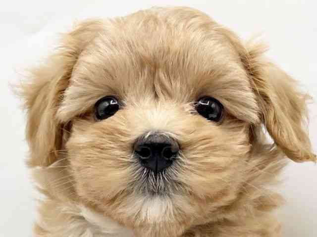 奈良県のマルプー(マルチーズ×プードル) (ひごペットフレンドリートナリエ大和高田店/2025年9月5日生まれ/女の子/アプリコット)の子犬の1枚目の画像