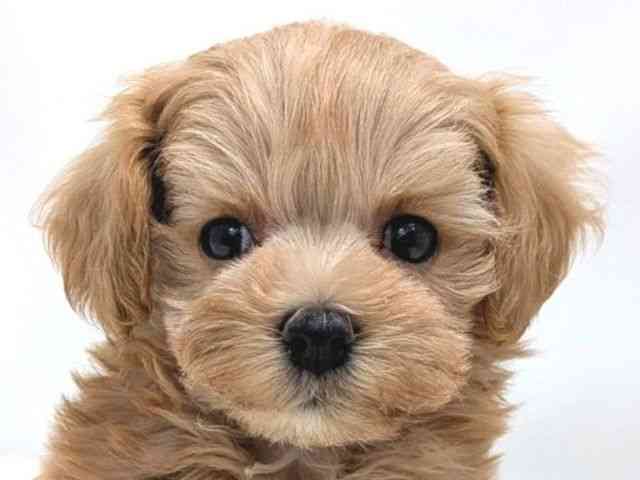 広島県のマルプー(マルチーズ×プードル) (ひごペットフレンドリーゆめタウン廿日市店/2025年9月5日生まれ/女の子/アプリコット)の子犬