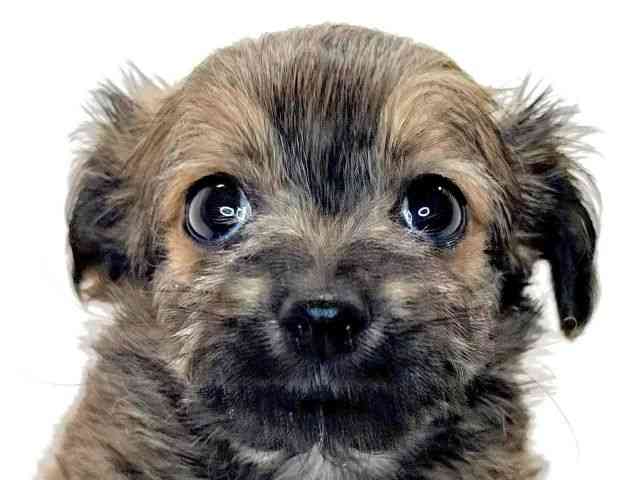 兵庫県のチワプー/プーチー(チワワ×プードル) (ひごペットフレンドリーイトーヨーカドー明石店/2025年9月6日生まれ/女の子/フォーン)の子犬の1枚目の画像