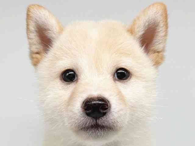 大阪府の柴犬(標準サイズ) (ひごペットフレンドリー瓜破店/2025年9月6日生まれ/女の子/白)の子犬の1枚目の画像