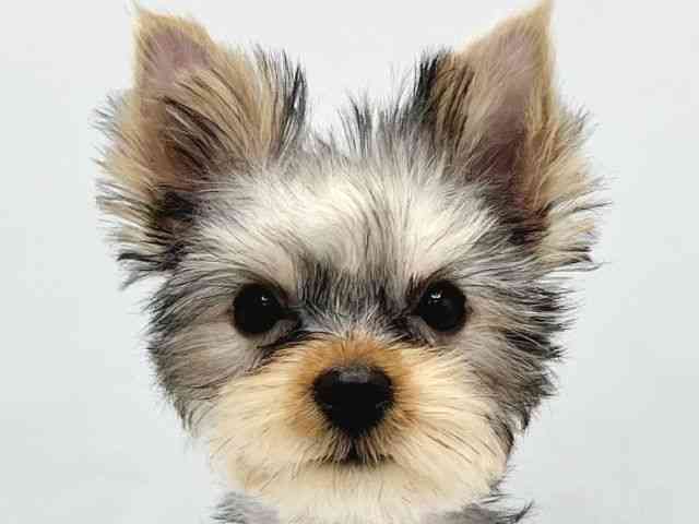 大阪府のヨークシャーテリア (ひごペットフレンドリーイトーヨーカドー津久野店/2025年9月5日生まれ/女の子/スチールブルータン)の子犬の1枚目の画像