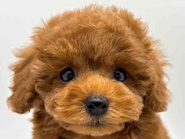 奈良県のトイプードル(トイ) (ひごペットフレンドリー田原本店/2025年9月6日生まれ/女の子/レッド)の子犬の1枚目の画像