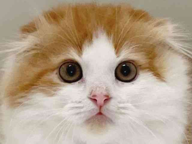 兵庫県のスコティッシュフォールド (ひごペットフレンドリーイトーヨーカドー明石店/2025年9月6日生まれ/男の子/レッドタビーホワイト)の子猫の1枚目の画像