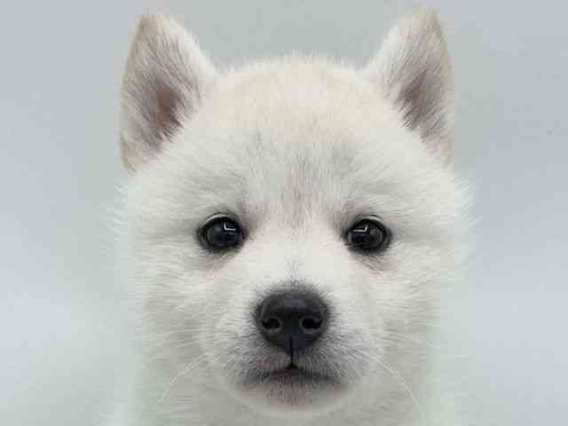 大阪府のハーフ犬・ミックス犬 (ひごペットフレンドリーららぽーとEXPOCITY店/2025年9月2日生まれ/女の子/クリームホワイト)の子犬の1枚目の画像