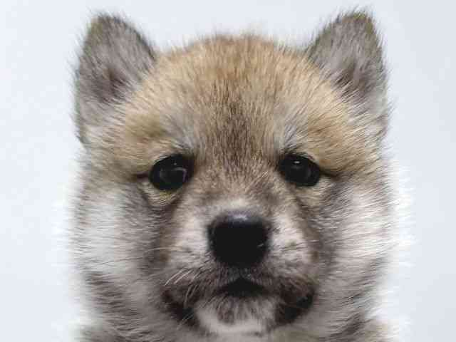 京都府のハーフ犬・ミックス犬 (ひごペットフレンドリー京都店/2025年9月2日生まれ/男の子/シルバーホワイト)の子犬の1枚目の画像