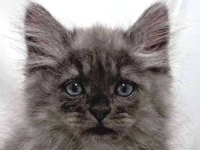 大阪府のミヌエット (ひごペットフレンドリー堺プラットプラット店/2025年8月31日生まれ/男の子/ブルータビー)の子猫の1枚目の画像