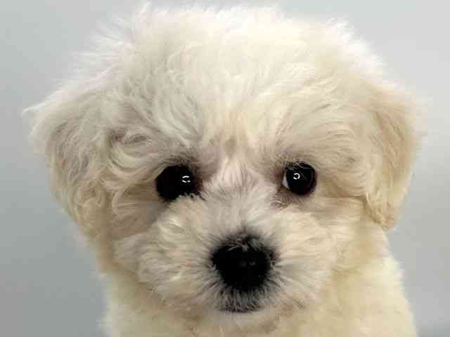 島根県のビションフリーゼ (ひごペットフレンドリーイオンモール出雲店/2025年9月6日生まれ/男の子/ホワイト)の子犬の1枚目の画像