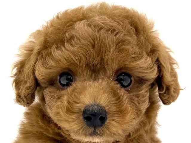 大阪府のハーフ犬・ミックス犬 (ひごペットフレンドリーくずはモール店/2025年9月6日生まれ/女の子/レッド)の子犬の1枚目の画像