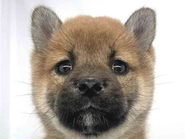 兵庫県の柴犬(標準サイズ) (ひごペットフレンドリーイオンタウン加古川店/2025年9月5日生まれ/女の子/赤)の子犬