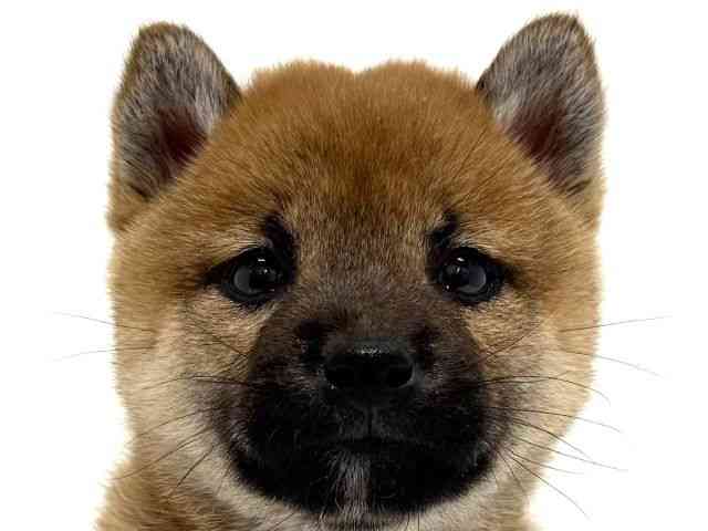 大阪府の柴犬(標準サイズ) (ひごペットフレンドリーくずはモール店/2025年9月5日生まれ/女の子/赤)の子犬の1枚目の画像