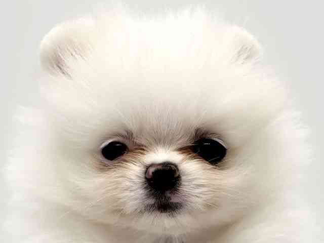 大阪府のポメラニアン (ひごペットフレンドリーみのおキューズモール店/2025年9月6日生まれ/男の子/ホワイト)の子犬の1枚目の画像