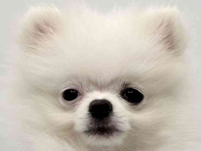 大阪府のポメラニアン (ひごペットフレンドリーみのおキューズモール店/2025年9月6日生まれ/男の子/ホワイト)の子犬の1枚目の画像