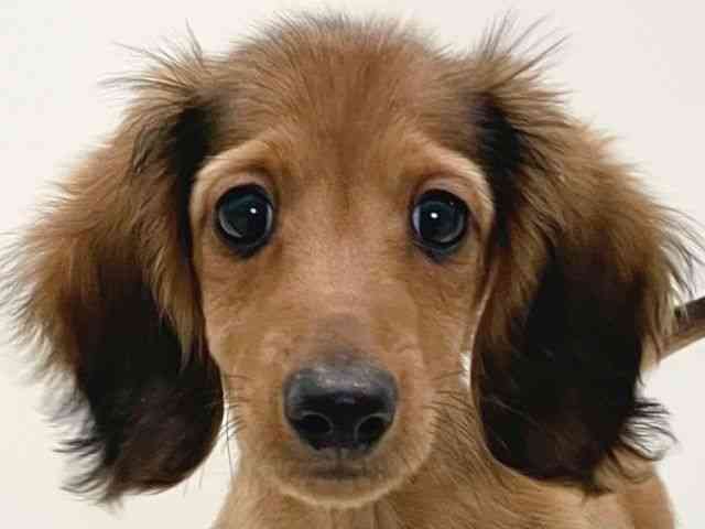 兵庫県のミニチュアダックスフンド(ロング) (ひごペットフレンドリーイトーヨーカドー明石店/2025年9月7日生まれ/男の子/シェーデットレッド)の子犬の1枚目の画像