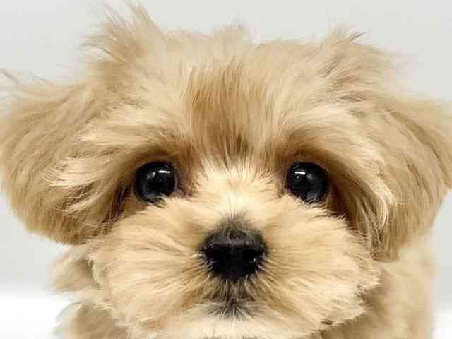 大阪府のマルプー(マルチーズ×プードル) (ひごペットフレンドリーイオンタウン豊中庄内店/2025年9月4日生まれ/男の子/クリーム)の子犬の1枚目の画像