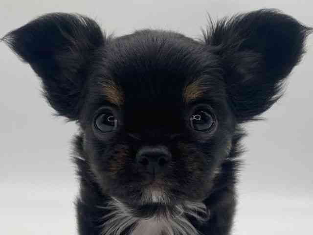 島根県のチワワ(ロング) (ひごペットフレンドリーイオンモール出雲店/2025年9月5日生まれ/男の子/ブラックタンホワイト)の子犬