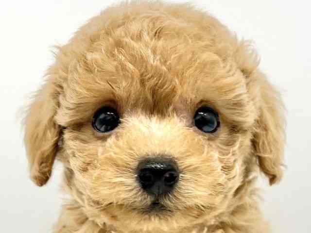 大阪府のトイプードル(トイ) (ひごペットフレンドリーイオンタウン豊中庄内店/2025年9月7日生まれ/男の子/アプリコット)の子犬の1枚目の画像