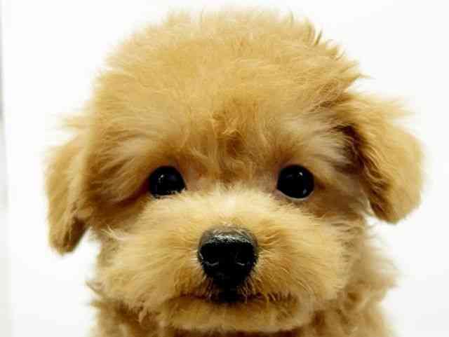 大阪府のトイプードル(トイ) (ひごペットフレンドリーイオンタウン豊中庄内店/2025年9月7日生まれ/男の子/アプリコット)の子犬の1枚目の画像