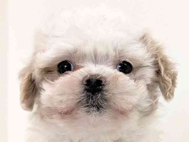 福岡県のハーフ犬・ミックス犬 (ひごペットフレンドリーリバーウォーク北九州店/2025年9月5日生まれ/女の子/クリーム)の子犬