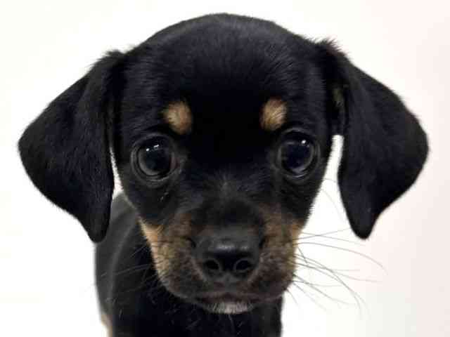 愛知県のチワックス(チワワ×ダックス) (ひごペットフレンドリーイトーヨーカドー知多店/2025年9月6日生まれ/女の子/ブラックタン)の子犬の1枚目の画像