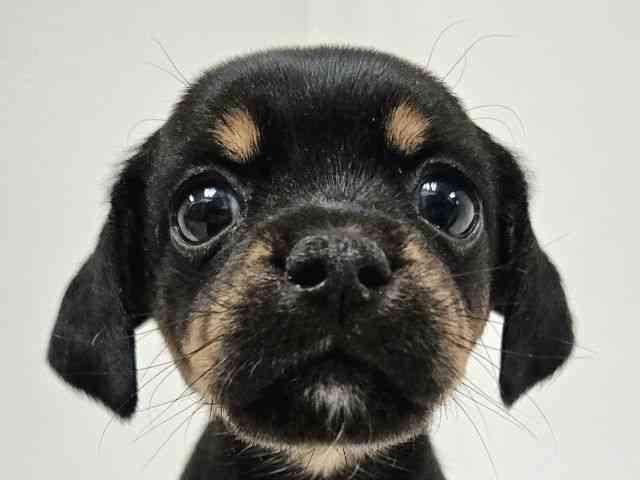 愛知県のチワックス(チワワ×ダックス) (ひごペットフレンドリーイトーヨーカドー知多店/2025年9月6日生まれ/女の子/ブラックタン)の子犬の1枚目の画像