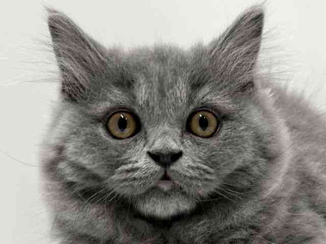 愛知県のブリティッシュロングヘアー (ひごペットフレンドリーららぽーと名古屋みなとアクルス店/2025年9月3日生まれ/男の子/ブルー)の子猫の1枚目の画像