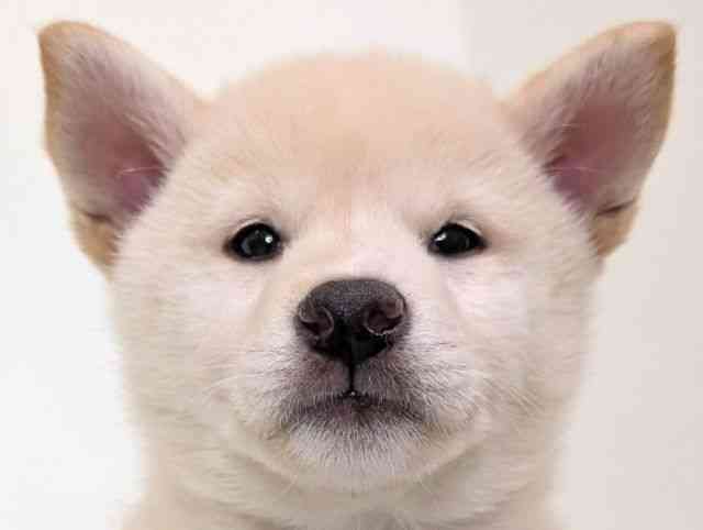 福岡県の柴犬(標準サイズ) (ひごペットフレンドリーリバーウォーク北九州店/2025年9月6日生まれ/女の子/白)の子犬