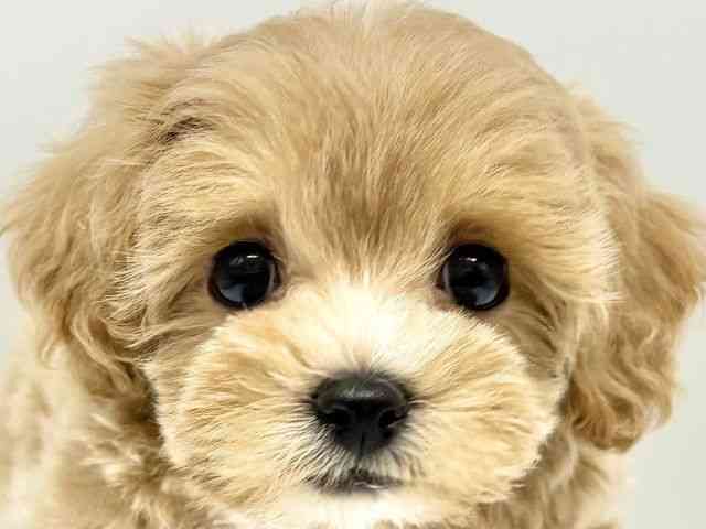 大阪府のマルプー(マルチーズ×プードル) (ひごペットフレンドリーイオンタウン豊中庄内店/2025年9月4日生まれ/女の子/アプリコット)の子犬の1枚目の画像