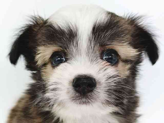 大阪府のチワズー/チワシーズ(チワワ×シーズー) (ひごペットフレンドリー泉ヶ丘店/2025年9月7日生まれ/男の子/ホワイトゴールド)の子犬の1枚目の画像