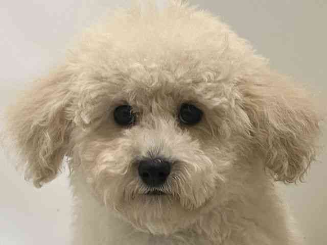 和歌山県のビションプー(ビションフリーゼ×プードル) (ひごペットフレンドリーパームシティ和歌山店/2025年9月7日生まれ/男の子/クリーム)の子犬の1枚目の画像