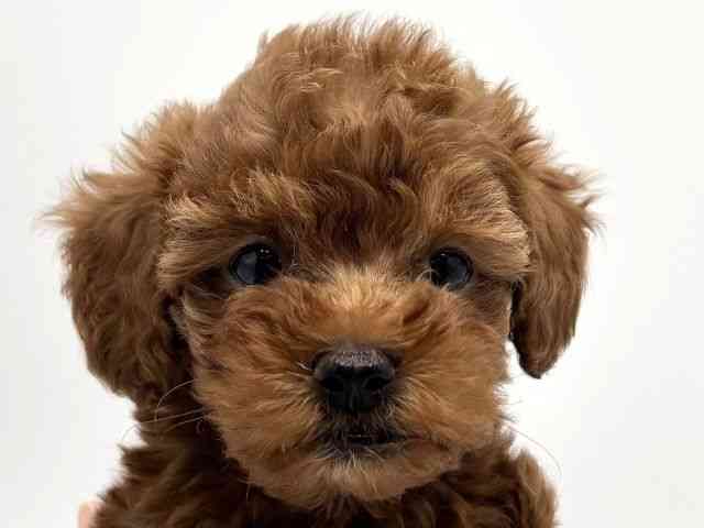 大阪府のトイプードル(トイ) (ひごペットフレンドリーみのおキューズモール店/2025年9月5日生まれ/女の子/レッド)の子犬の1枚目の画像