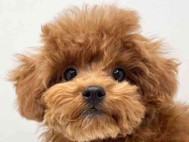 大阪府のトイプードル(トイ) (ひごペットフレンドリーみのおキューズモール店/2025年9月5日生まれ/女の子/レッド)の子犬の1枚目の画像