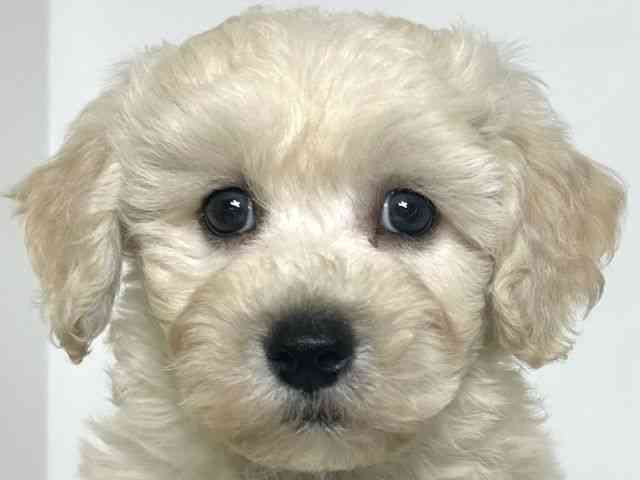 大阪府のビションプー(ビションフリーゼ×プードル) (ひごペットフレンドリーアクロスプラザ住之江店/2025年9月6日生まれ/男の子/アプリコット)の子犬の1枚目の画像