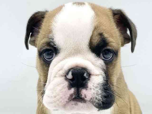 大阪府のブルドッグ (ひごペットフレンドリーららぽーとEXPOCITY店/2025年9月6日生まれ/男の子/レッドホワイト)の子犬の1枚目の画像