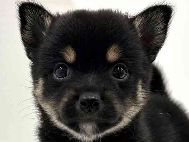 奈良県のチワ柴/柴チワ/チワシバ(チワワ×柴) (ひごペットフレンドリーイオンモール橿原ウエスト・ビレッジ店/2025年9月3日生まれ/女の子/ブラックタン)の子犬の1枚目の画像