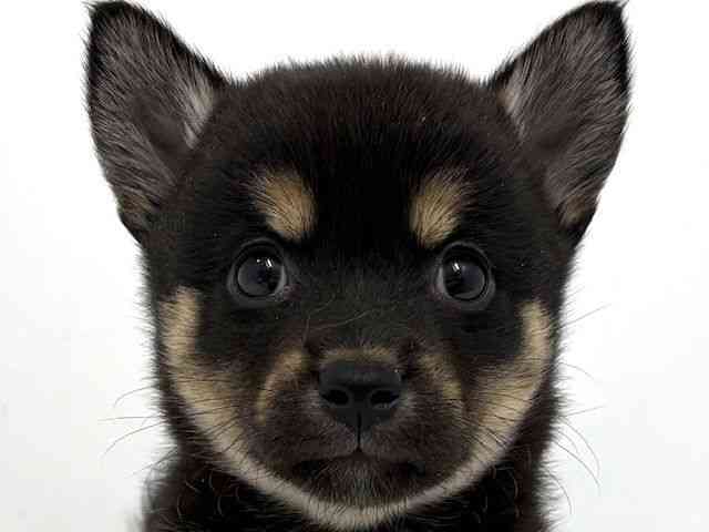 大阪府のチワ柴/柴チワ/チワシバ(チワワ×柴) (ひごペットフレンドリーベルファⅡ都島店/2025年9月3日生まれ/女の子/ブラックタン)の子犬の1枚目の画像