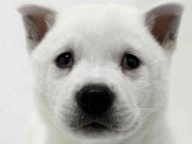大阪府の紀州犬 (ひごペットフレンドリーくずはモール店/2025年9月5日生まれ/男の子/白)の子犬の1枚目の画像