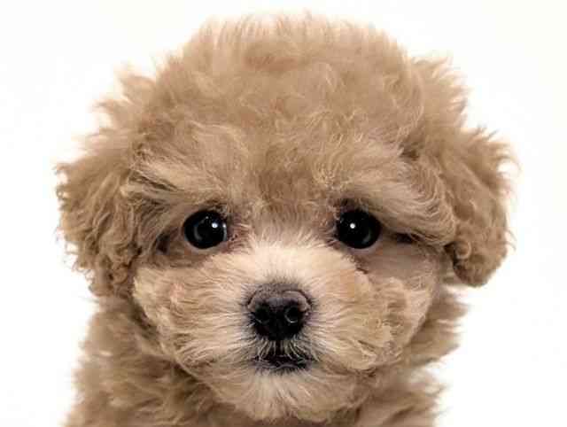 福岡県のトイプードル(トイ) (ひごペットフレンドリーリバーウォーク北九州店/2025年9月4日生まれ/女の子/アプリコット)の子犬